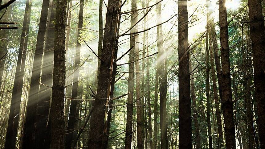 Galway forest trails secure funding for storm damage and maintenance