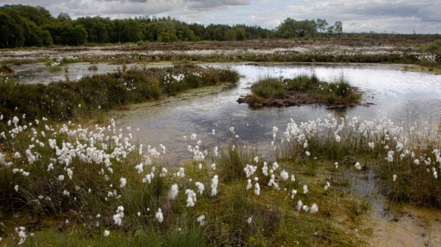 National Peatland Excellence Centre to be established at University of Galway