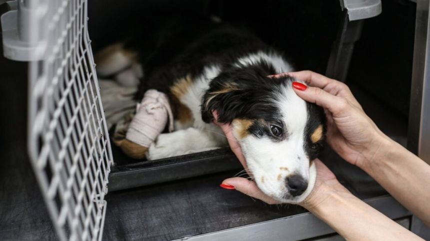 Eight animal welfare charities in Galway receive share of €250K