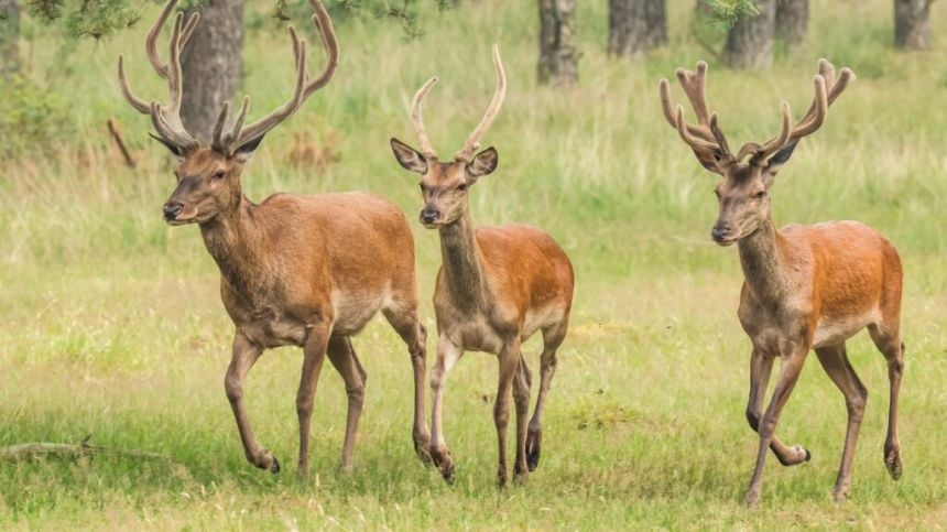 Warning signage to go up along N59 due to "out of control" numbers of deer