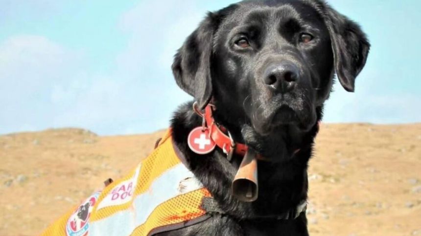 Search dog with Galway Mountain Rescue retires after proud service