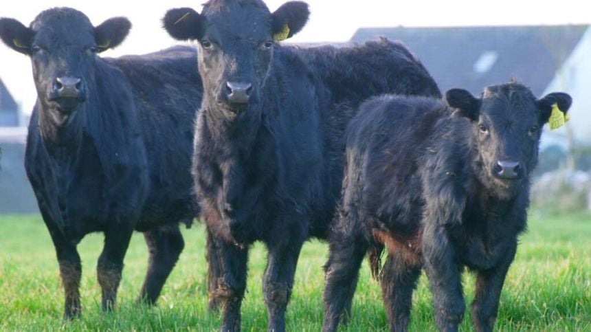 Biodiversity project to bring family of Dexter cows into Renmore in coming weeks