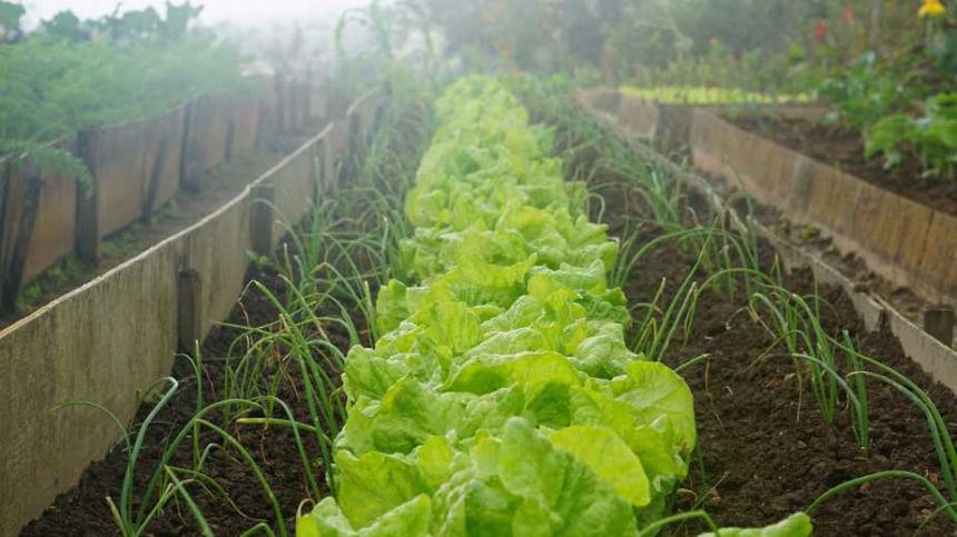 Call for exemption to allow Galway farmers to provide land for community gardens