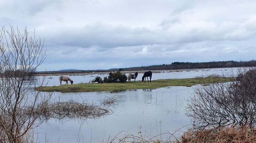 Councillor suggests exclusion zone needed on N84 after animals abandoned to floodwater