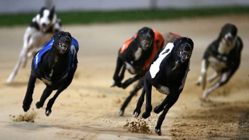 George McDonagh's Greyhound Selections For The Weekend