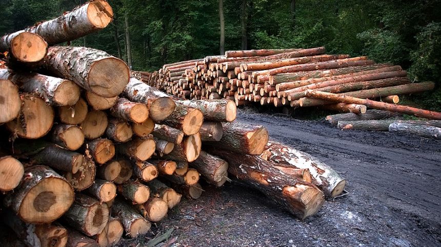 Galway TD calls on Government to tackle supply crisis within forestry sector