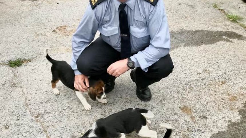 Gardaí recover four fox hound puppies stolen from Craughwell