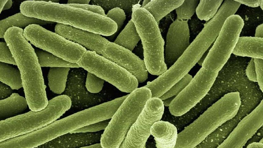 NUIG study finds 90% of Irish rivers test positive for e-coli