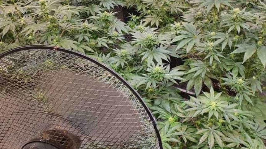 Man arrested as €26,000 worth of cannabis plants seized in Athenry