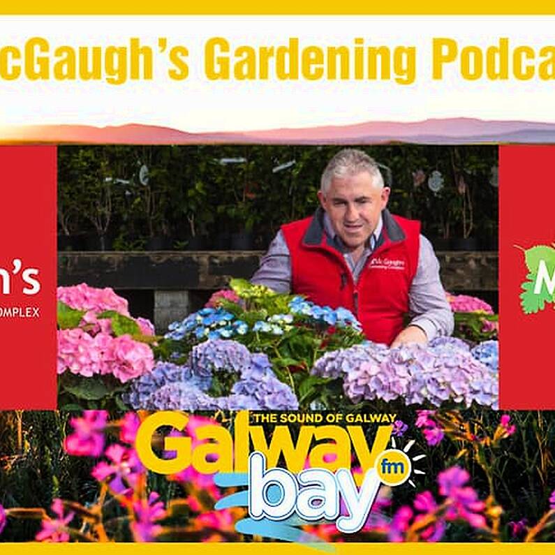 McGaughs Gardening Podcast