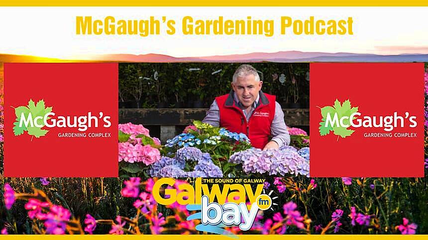 McGaugh's Gardening Podcast on The Wagon Wheel (Saturday 4th March 2023)