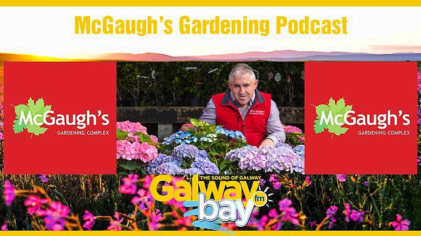 McGaugh’s Gardening Podcast on The Wagon Wheel with Ger McGaugh (Saturday 3rd June 2023)