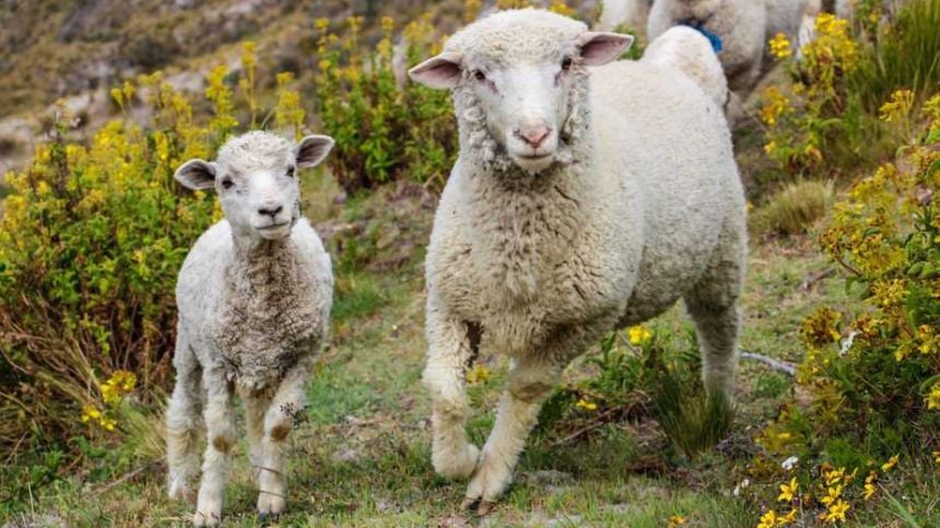 Galway county councillor warns of disastrous effect pandemic is having on wool markets