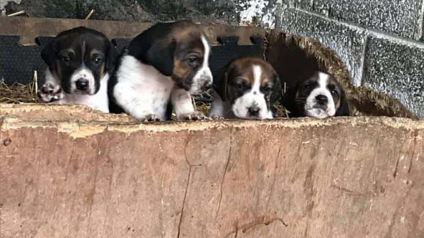 Concern for welfare of fox hound puppies stolen in Craughwell