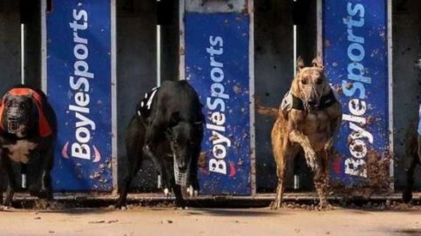 OTL's Boylesports Irish Greyhound Derby Round-Up