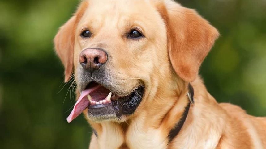 Dáil to debate motion by Galway TDs for tougher penalties on theft of pets