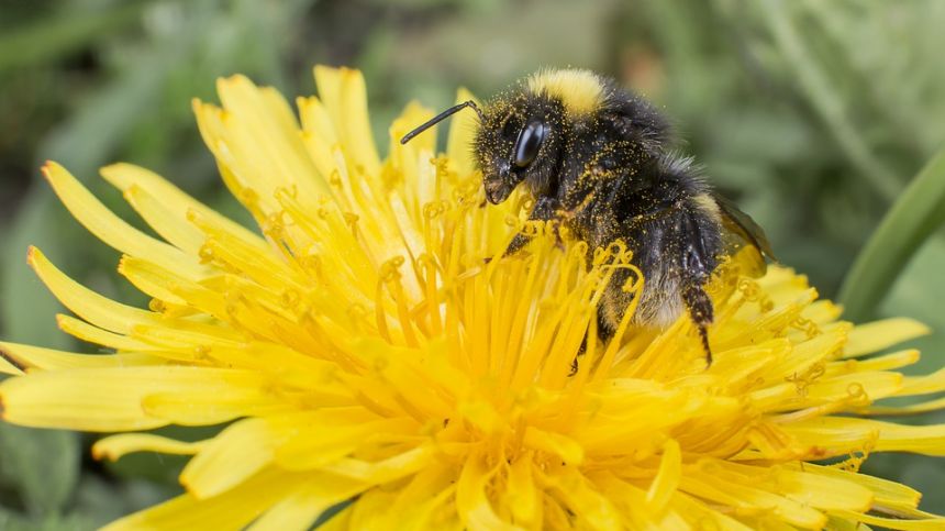 County Council to join national efforts to protect bee population