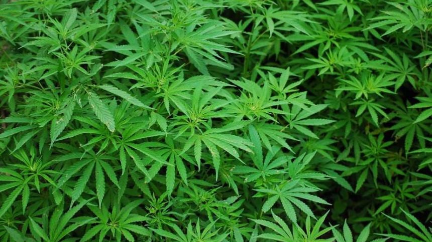 Galway TD says plan to use state-owned bogs to grow medicinal cannabis on the 'back burner'