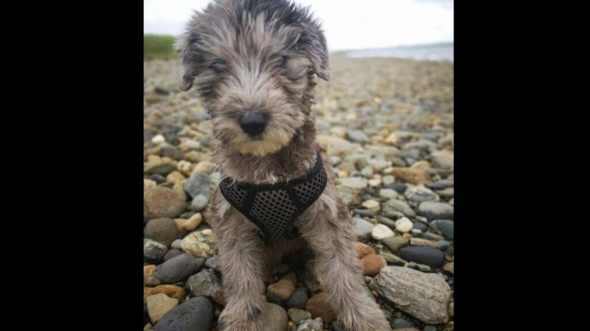 Terrier overcomes ruff competition to be crowned Galway's 'Puppy of the Year'