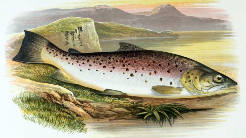 Report highlights vulnerability of Ferox trout in Lough Corrib and Lough Mask