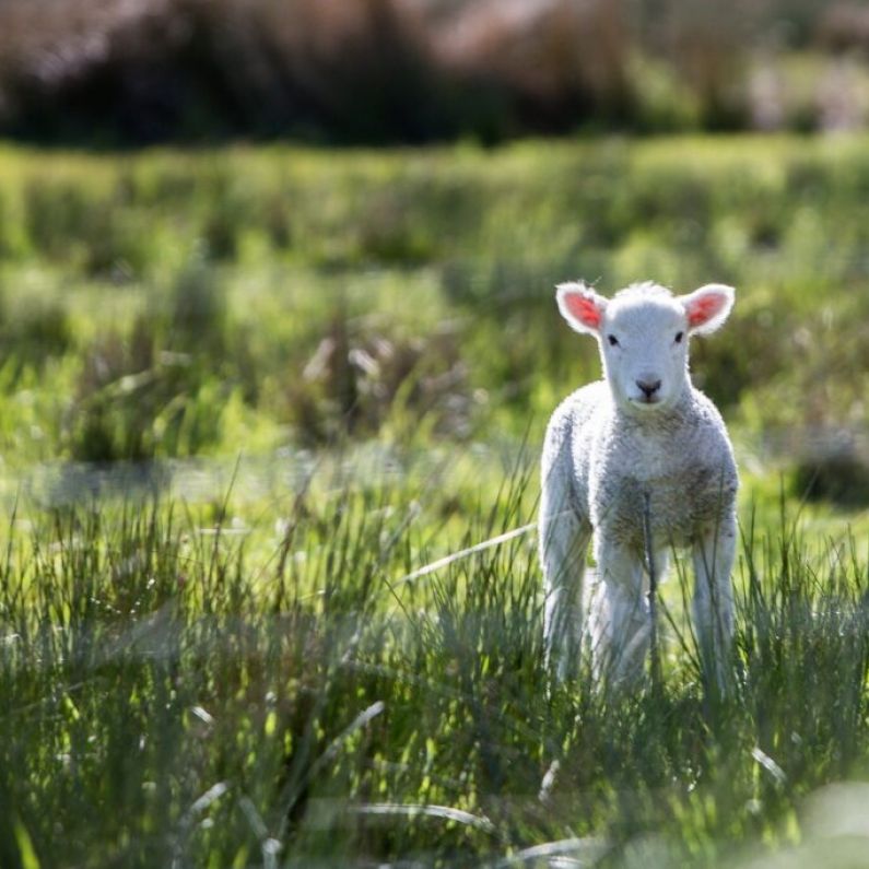 Chair of Galway IFA urges dog owners to be responsible during lambing season