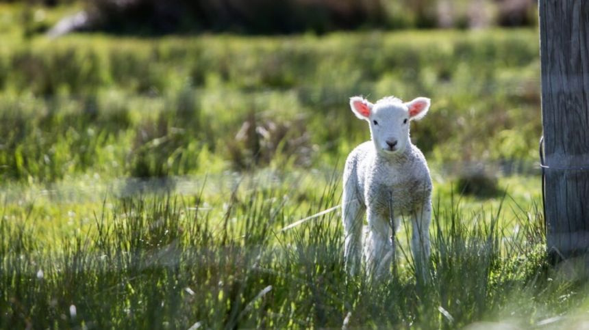 Chair of Galway IFA urges dog owners to be responsible during lambing season