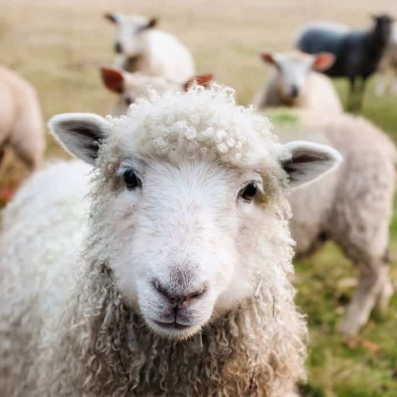 Local TD demands support for farmers with cost of shearing sheep