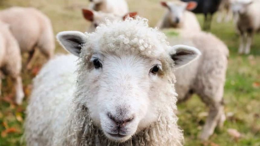 Call for action as farmers across West report wool price at all-time low