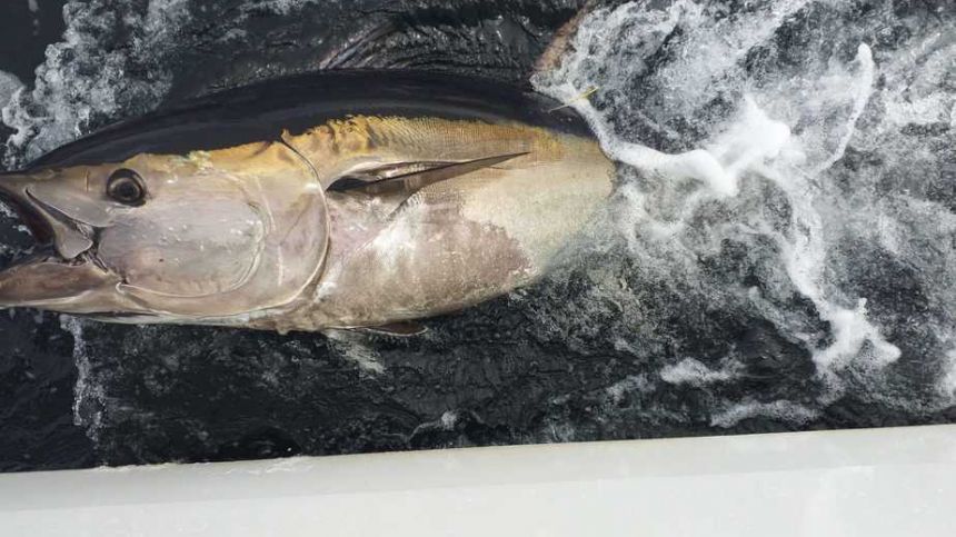 Galway anglers take part in catch and release programme to study Atlantic bluefin tuna