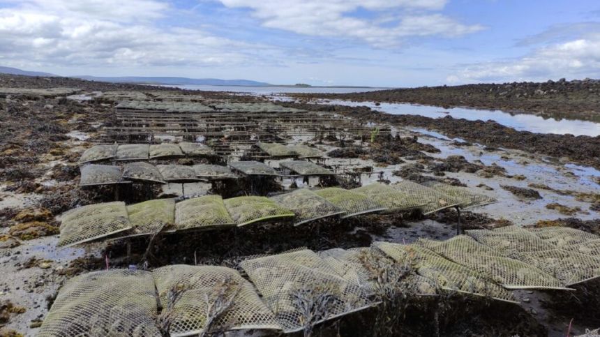 NUIG project to assess benefits of shellfish aquaculture on marine environment