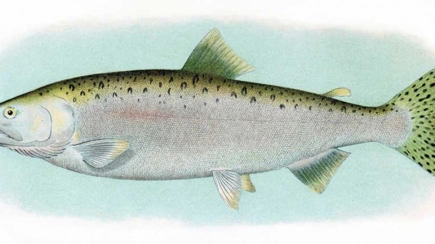 Inland Fisheries Ireland issues Pacific pink salmon alert for Galway