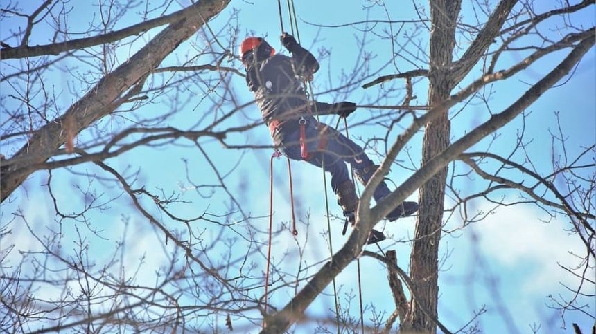 National Apprenticeship in Arboriculture to be launched in Clonbur