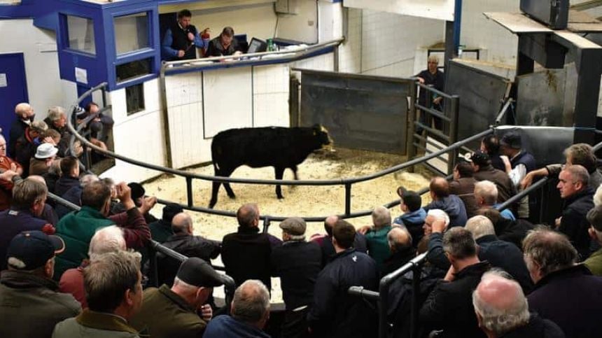 Athenry mart has licence suspended due to breach of COVID-19 procedures