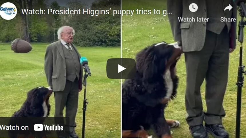 Watch: President Higgins’ puppy tries to get his attention during TV interview