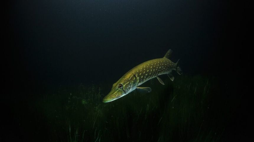 Inland Fisheries investigates origin of newly arrived pike in Connemara's Aughrusbeg Lough