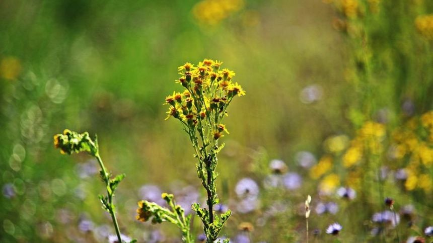 County Council to begin removing ragwort along road verges in Tuam electoral area