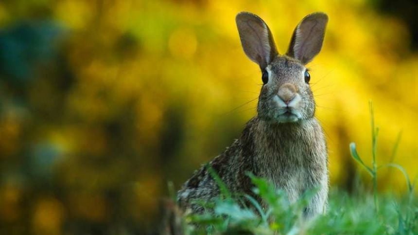 Call for clarity over death of hares at Loughrea coursing meeting