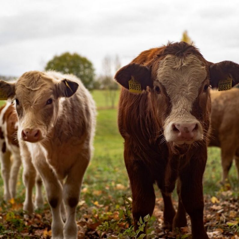 New chair of Galway IFA to focus on revision of climate change targets