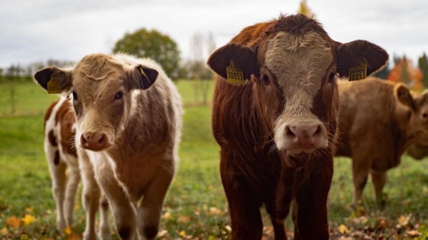 IFA Galway Chairman urges farmers to make presence felt at protests this week