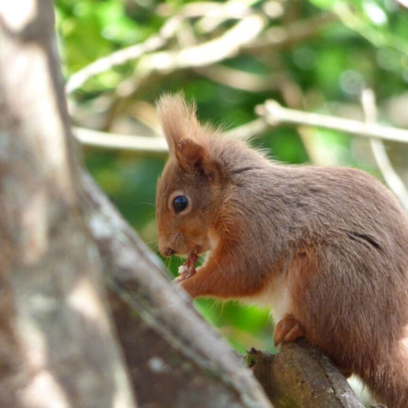 NUI Galway researchers ask public to play their part in red squirrel revival