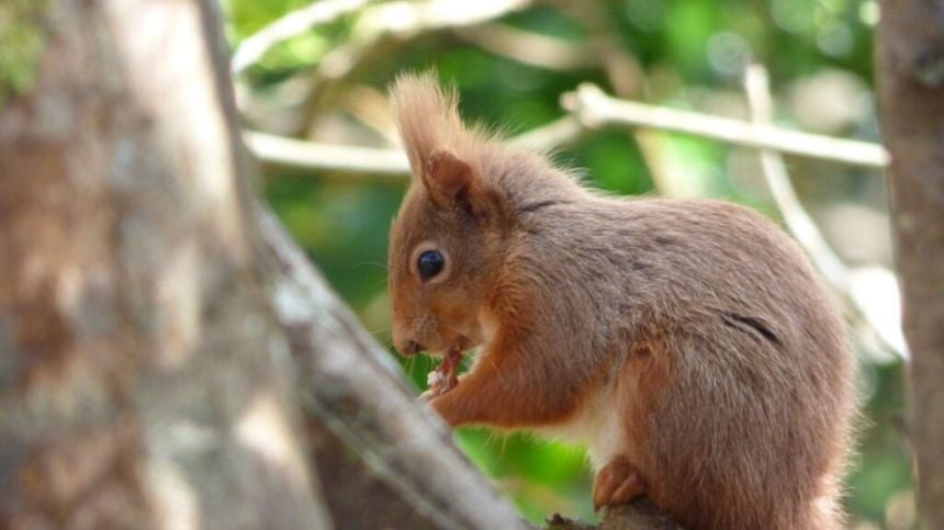 NUI Galway researchers ask public to play their part in red squirrel revival