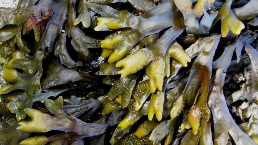 Expressions of interest sought on pilot project for infrastructure to dry seaweed in the Gaeltacht