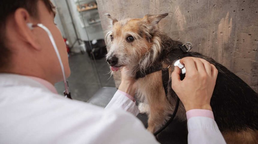 Galway had second highest number of new vets nationwide last year