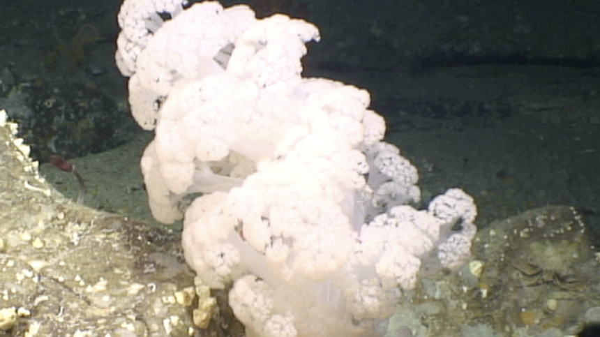 NUIG researchers say coral discovered off Irish coast could combat COVID-19