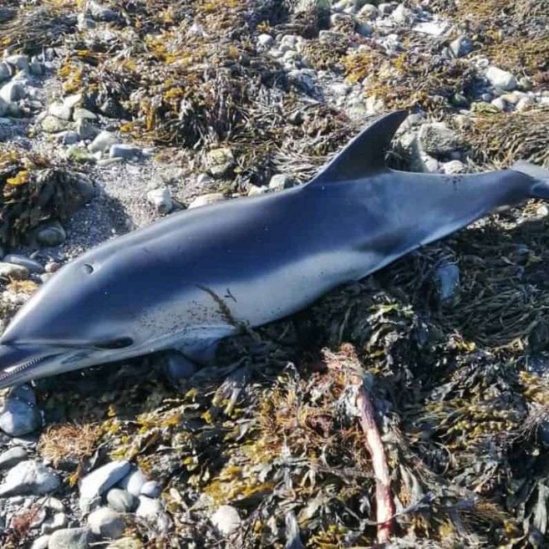 Infant dolphin washes ashore at Renville Park near Oranmore