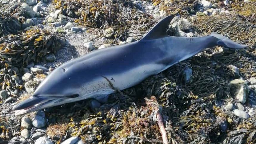 Infant dolphin washes ashore at Renville Park near Oranmore