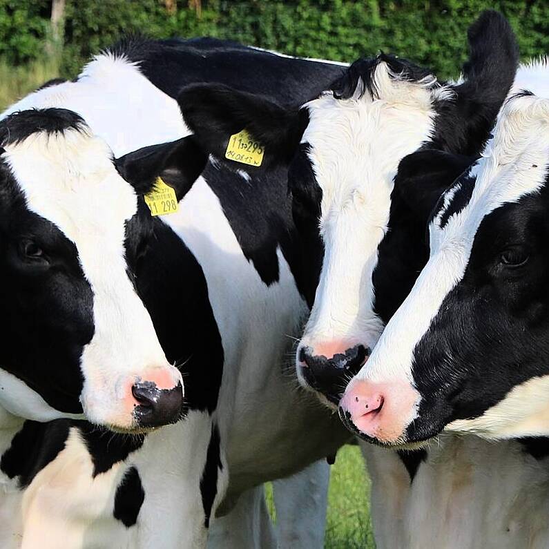 Portumna mart to reopen tomorrow following suspension of licence