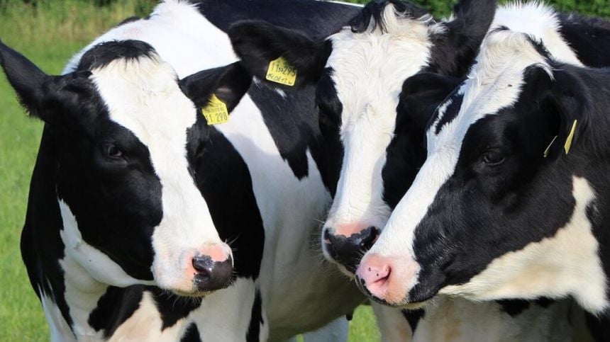 Galway milk revenue expected to rise by €33m on last year