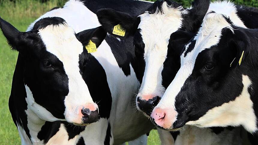 Portumna mart to reopen tomorrow following suspension of licence