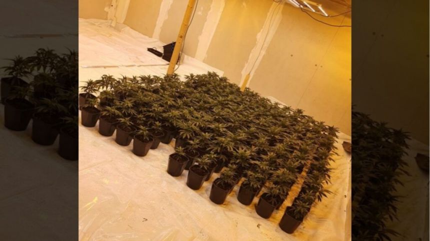 Man due in court this morning over cannabis seizure in Cappataggle